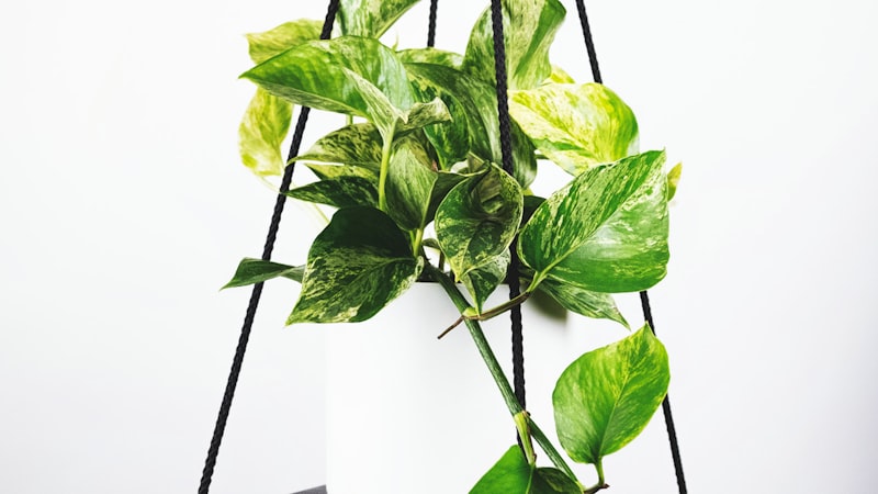 足球比赛终场哨响后球员庆祝胜利